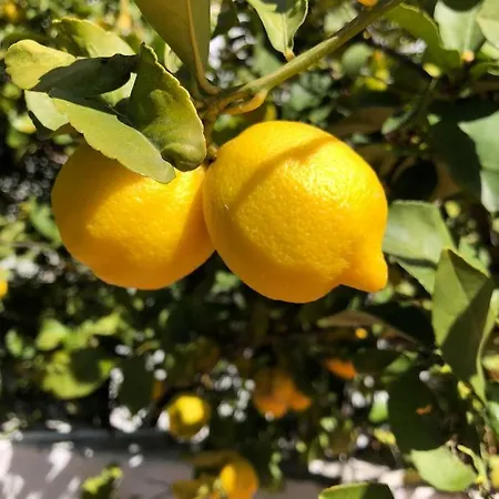Limonero Bed & Breakfast